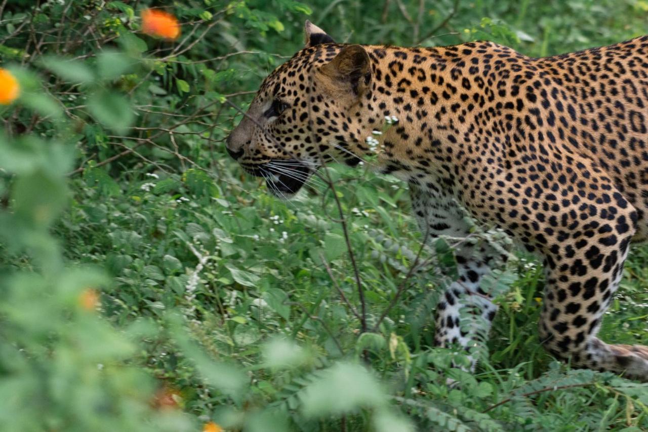 Funky Leopard Safari Lodge Bordering Yala National Park カタラガマ エクステリア 写真