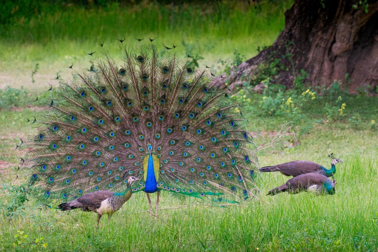 Funky Leopard Safari Lodge Bordering Yala National Park カタラガマ エクステリア 写真